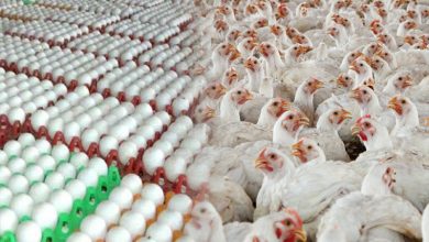 برائلر مرغی کا گوشت 446 روپے کلو ہو گیا ، مرغی کا گوشت مزید سستا ہو گیا