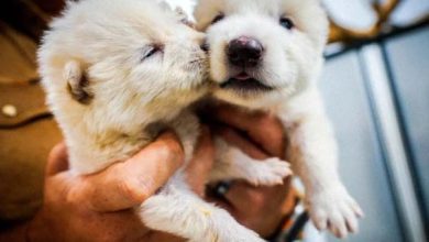 12 ہزار سال سے ناپید شدہ جانور واپس ’زندہ‘ ہوگیا