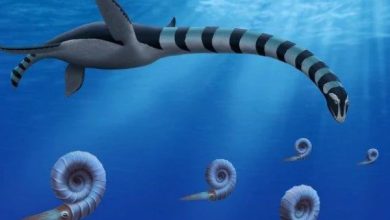 کینیڈا میں کروڑوں سال پرانے سمندری شکاری جانور کی نئی نسل کی دریافت