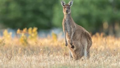 آسٹریلیا میں کینگرو کا حملہ ناکام، شہری خوش قسمتی سے بچ گیا