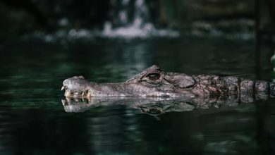 🐊 میکسیکو میں مگرمچھوں کی دو نئی نسلیں دریافت – سائنسی دنیا میں خوشی کی لہر