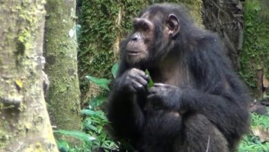 بندر بھی جانتے ہیں قدرتی علاج! زخمی ہونے پر جڑی بوٹیوں کا استعمال، سائنسی دنیا حیران