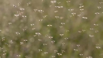 برطانیہ میں پہلی بار مچھروں میں ویسٹ نیل وائرس کی موجودگی کی تصدیق، عوام کے لیے خطرہ "نہایت کم" قرار