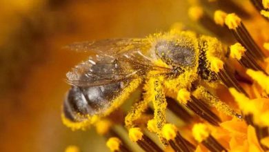 بلڈ پریشر کی دوا کس وقت لینا زیادہ موثر ہوتا ہے؟