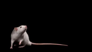 کینسر کی دو ادویات نے چوہوں کی عمر میں حیرت انگیز اضافہ کیا