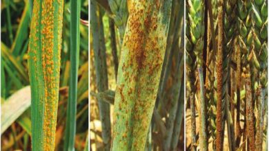 چینی سائنس دانوں نے ’ییلو رسٹ‘ کے خلاف دنیا کا پہلا جینیٹک میپ تیار کر لیا