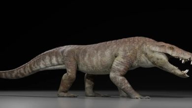 ماہرینِ متحجرات کی بڑی دریافت: 70 لاکھ سال قبل کا خوفناک مگرمچھ نما جانور