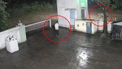 جیلی فش کا "قدرتی حملہ": فرانس کے گرولین نیوکلیئر پلانٹ کے ری ایکٹرز عارضی طور پر بند