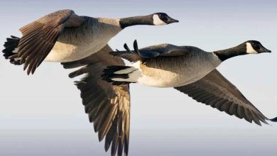 خیبرپختونخوا میں بطخوں اور آبی پرندوں کے شکار پر پابندی عائد