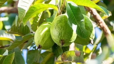 امرود کے پتوں میں جگر کے کینسر کے خلاف مؤثر مرکب کی دریافت