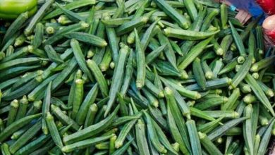 بھنڈی: قدرتی ملٹی وٹامن، روزانہ استعمال سے صحت کے حیران کن فوائد