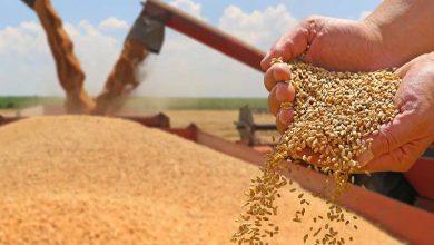 گندم مارکیٹ میں کریک ڈاؤن، قیمت میں 700 روپے فی من کمی