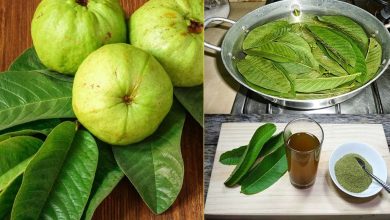 امرود کے پتوں میں جگر کے کینسر کے خلاف مؤثر مرکب کی دریافت