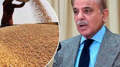 حکومت نے گندم پالیسی 2025-26 منظور کرلی، کسانوں کو 3500 روپے فی من کے حساب سے قیمت دی جائے گی