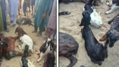 بھارتی فوج نے 8 بکریوں کو ہلاک کردیا جبکہ 54 کی ٹانگیں توڑ دیں