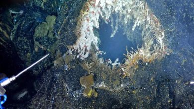 امریکا میں زیرِ سمندر آتش فشاں کے قریب زلزلے کے جھٹکے: کیا ہمیں خطرہ لاحق ہے؟