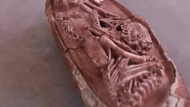 ارجنٹینا میں 70 ملین سال پرانا محفوظ شدہ ڈائنوسار کا انڈا دریافت