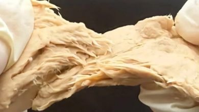 چینی سائنس دانوں نے فنگس میں جینیاتی تبدیلی کر کے پروٹین سے بھرپور ’مصنوعی گوشت‘ تیار کر لیا