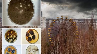 چرنوبل میں تابکار ماحول میں پلنے والا نیا جاندار دریافت