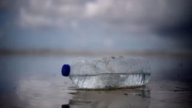 روزمرہ کی اشیاء کے مائیکرو پلاسٹکس لبلبے کے لیے خطرناک: نئی تحقیق